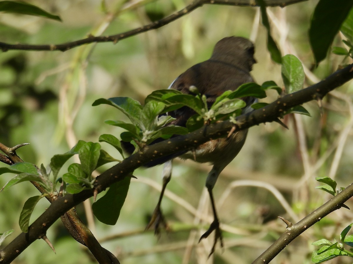 White-banded Mockingbird - ML641147280
