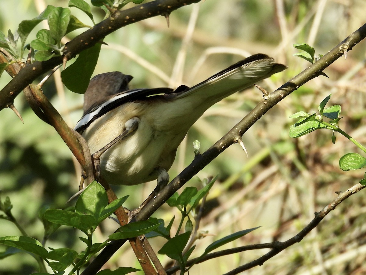 White-banded Mockingbird - ML641147282