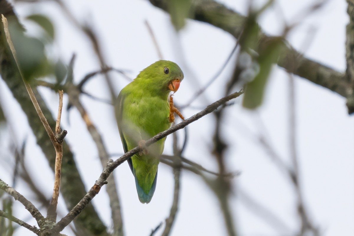 Vernal Hanging-Parrot - ML641147299
