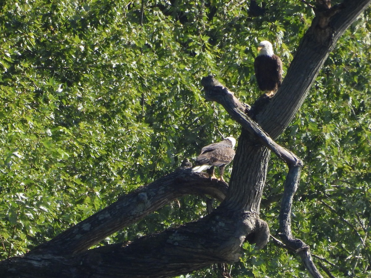 Bald Eagle - ML641147329