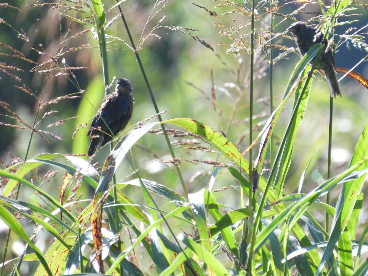 Indigo Bunting - ML641147364