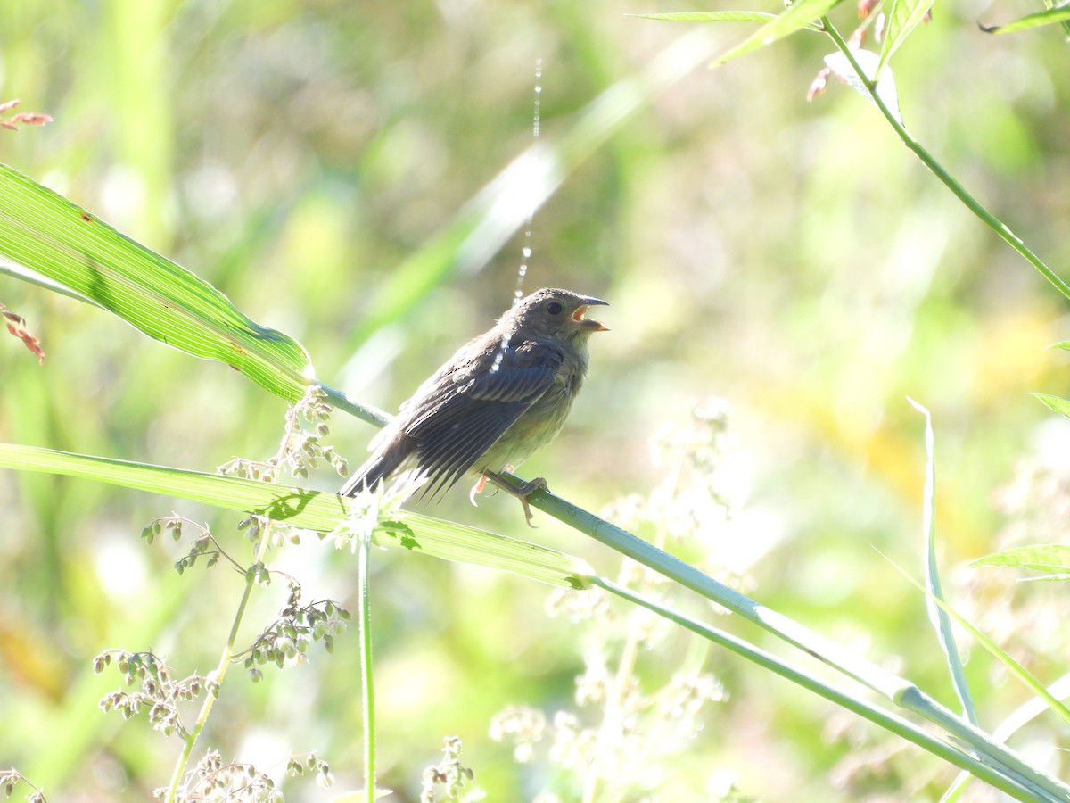 Indigo Bunting - ML641147365