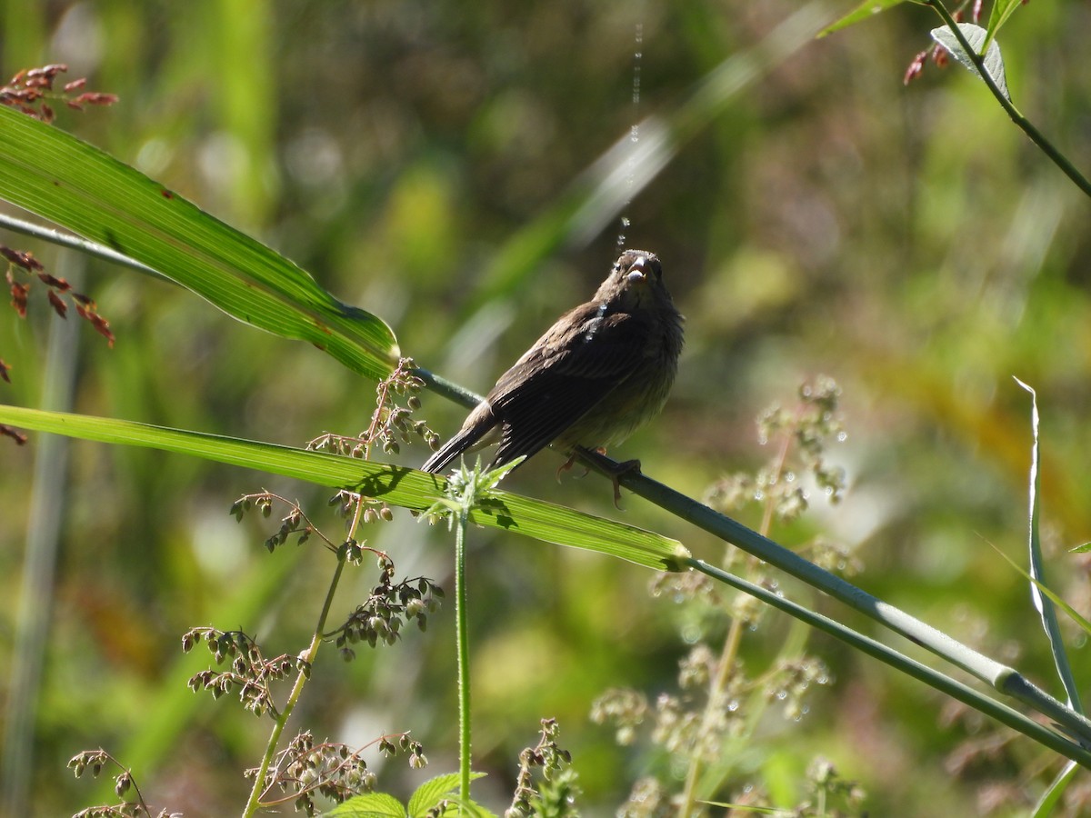 Indigo Bunting - ML641147366