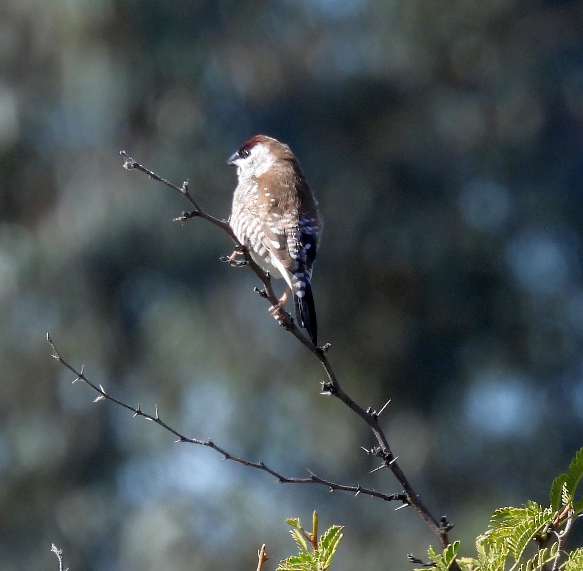 Plum-headed Finch - ML641147377