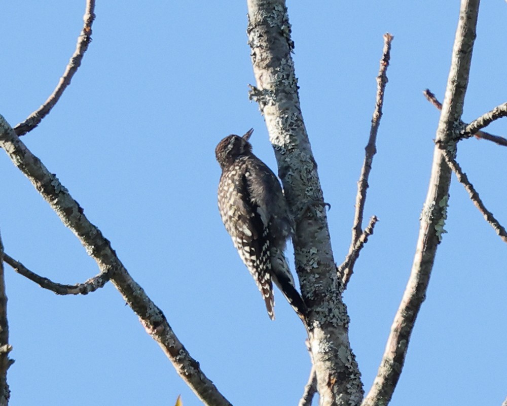 Yellow-bellied Sapsucker - ML641147385