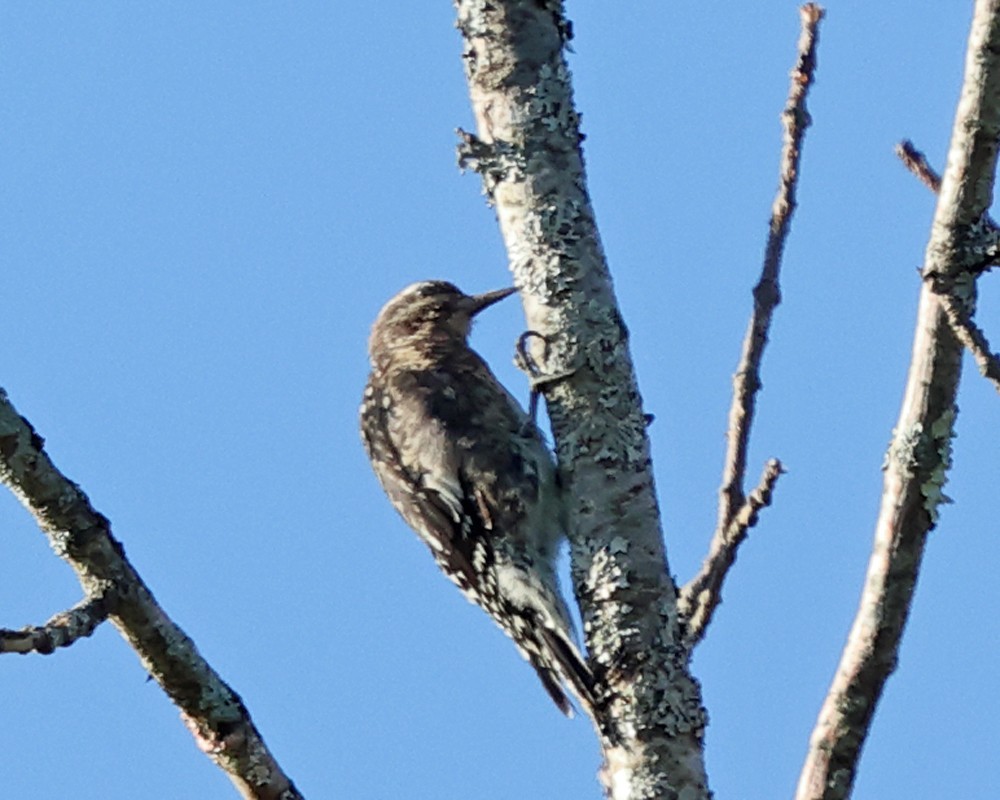 Yellow-bellied Sapsucker - ML641147393