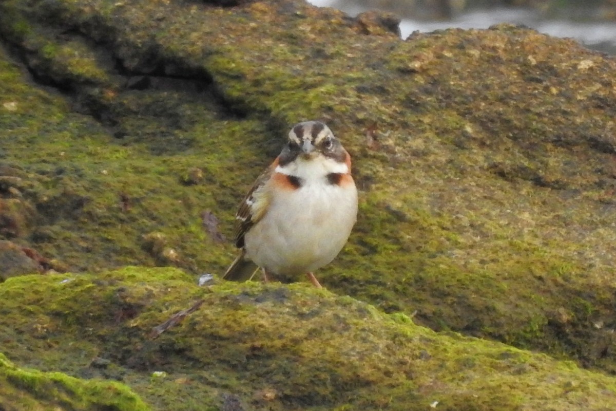 Rufous-collared Sparrow - ML641147404