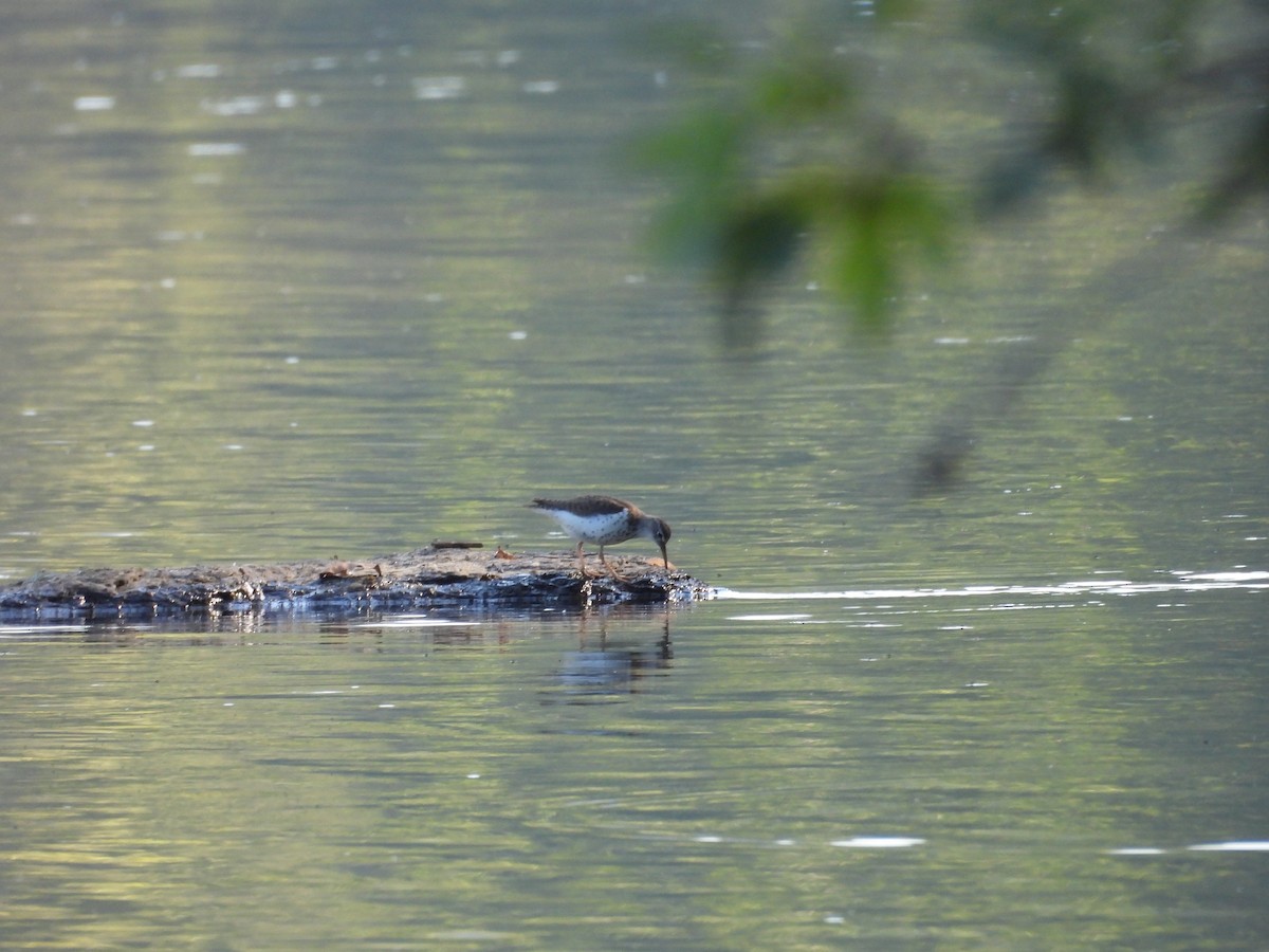 Spotted Sandpiper - ML641147408
