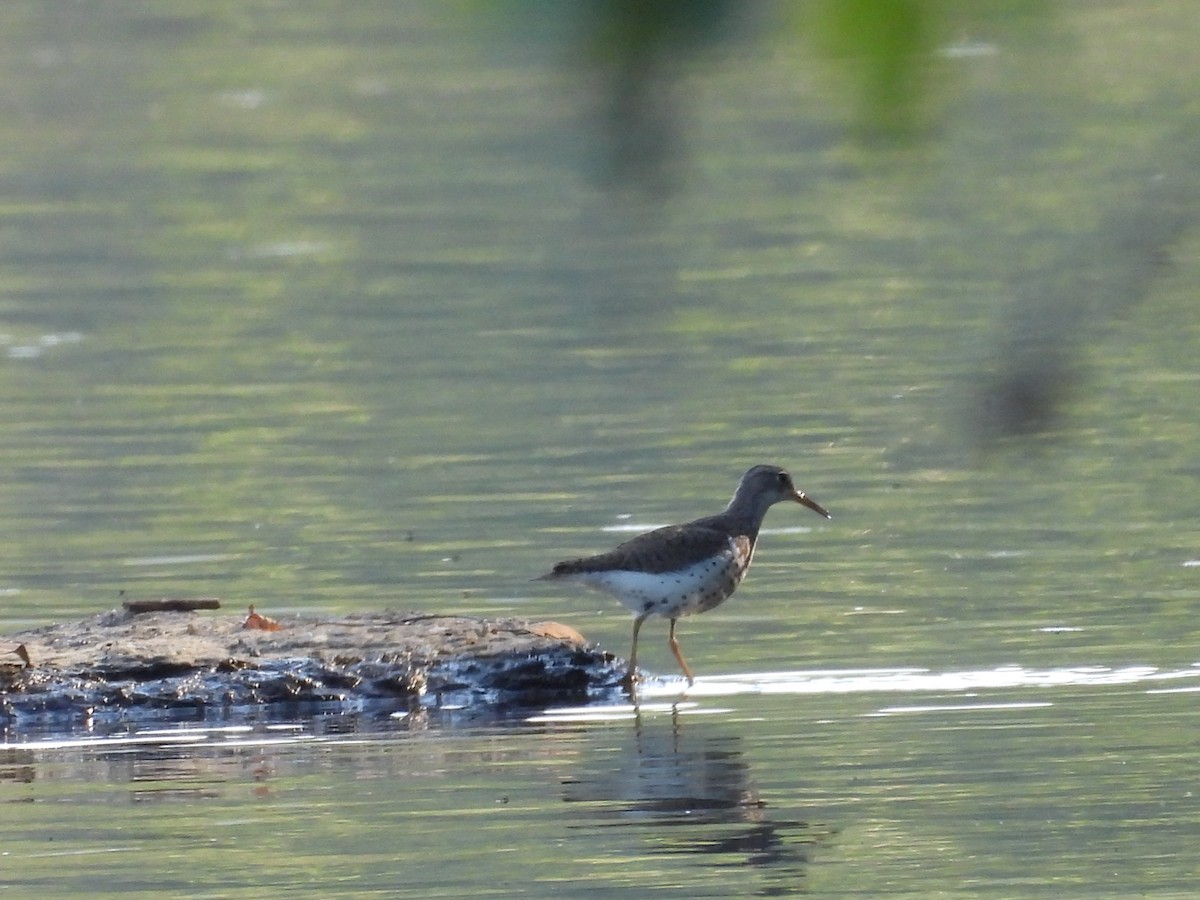 Spotted Sandpiper - ML641147409