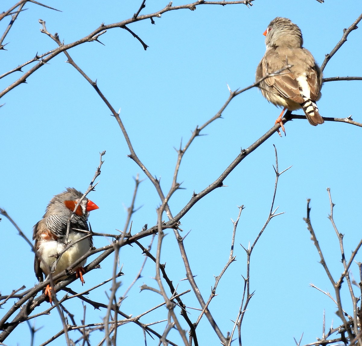 Zebra Finch (Australian) - ML641147410