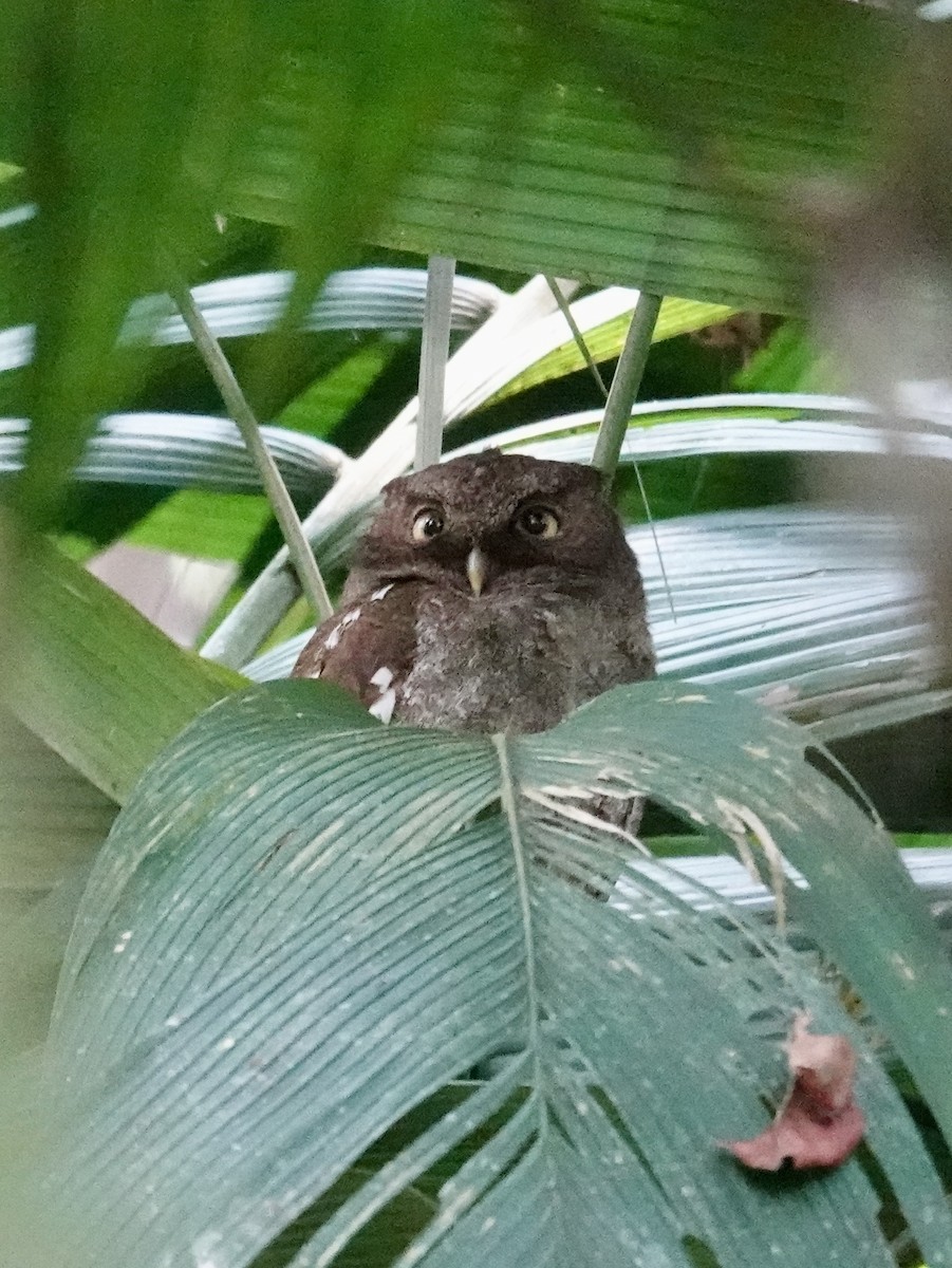 Middle American Screech-Owl - ML641147413