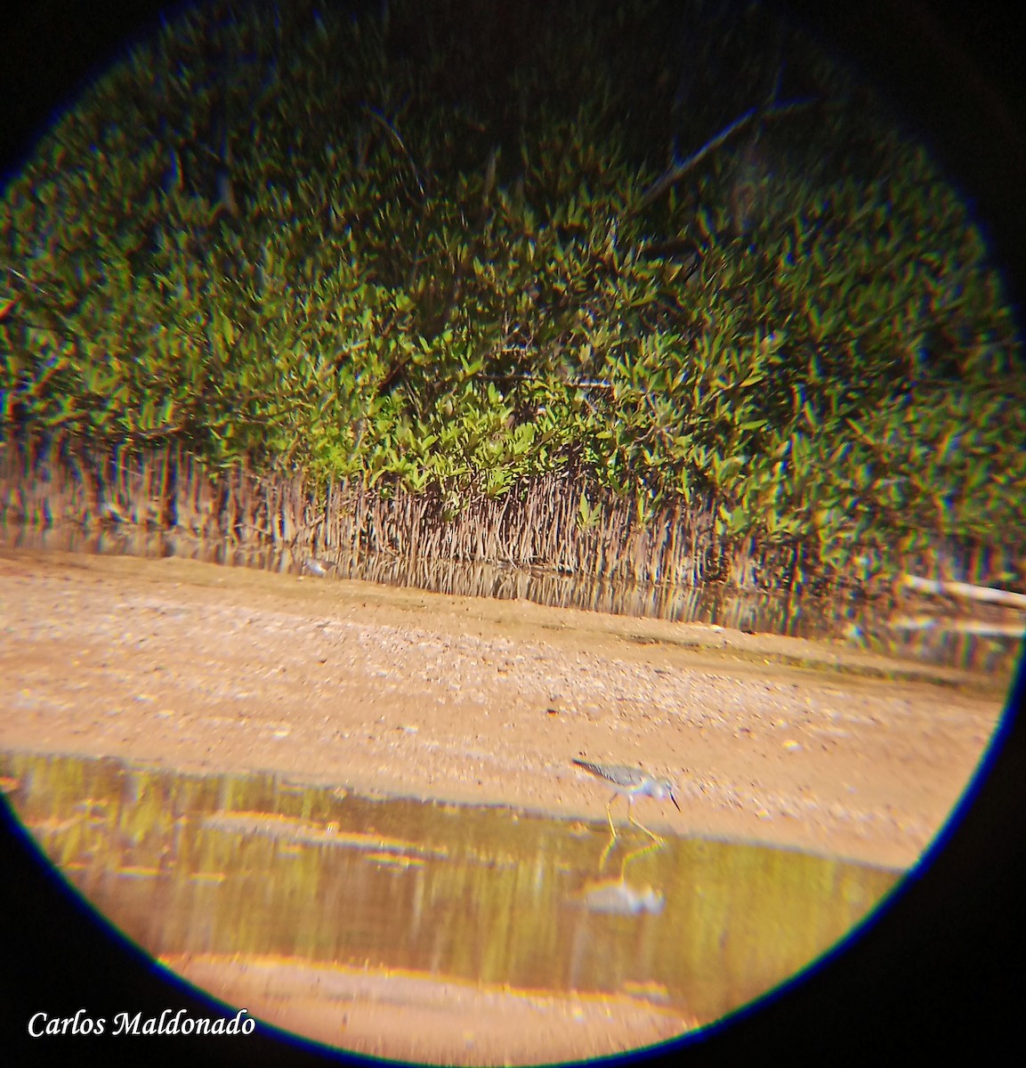 Greater Yellowlegs - ML641147425