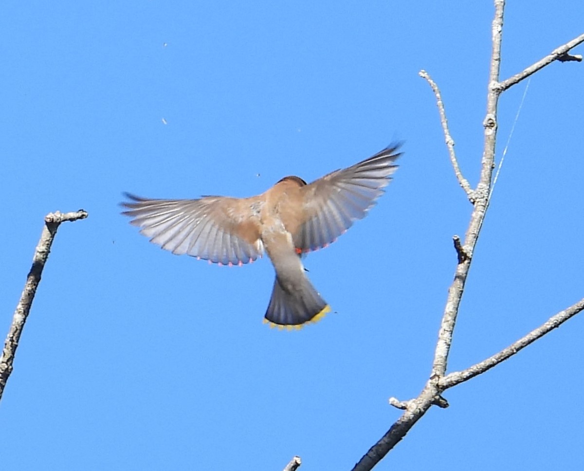 Cedar Waxwing - ML641147427