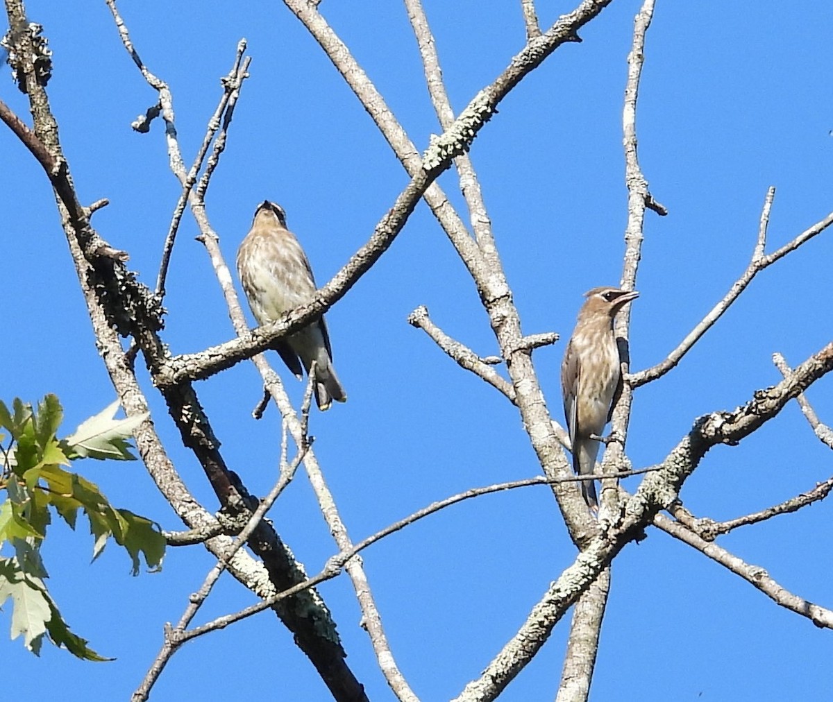 Cedar Waxwing - ML641147428