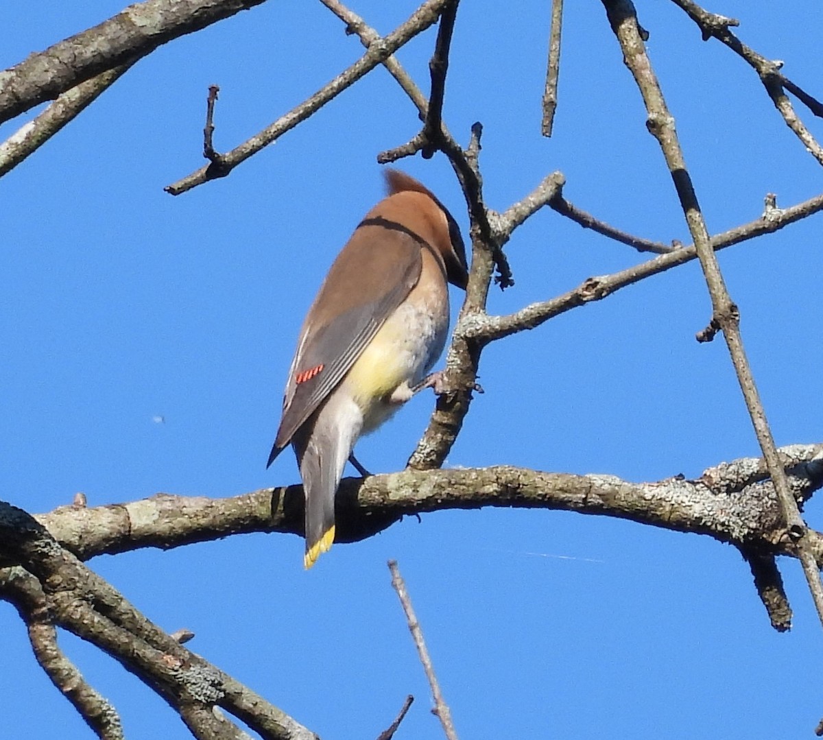 Cedar Waxwing - ML641147430