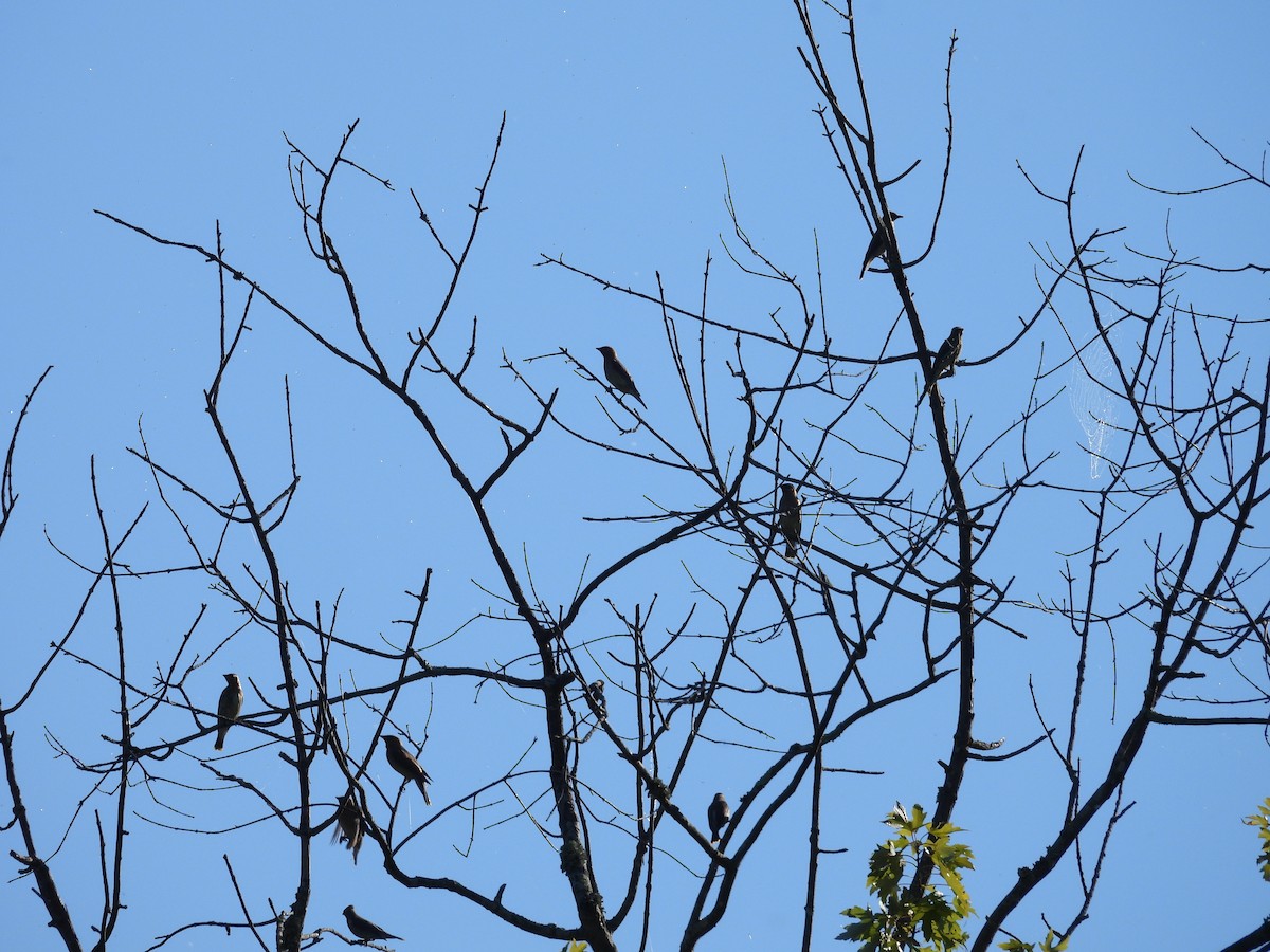 Cedar Waxwing - ML641147431