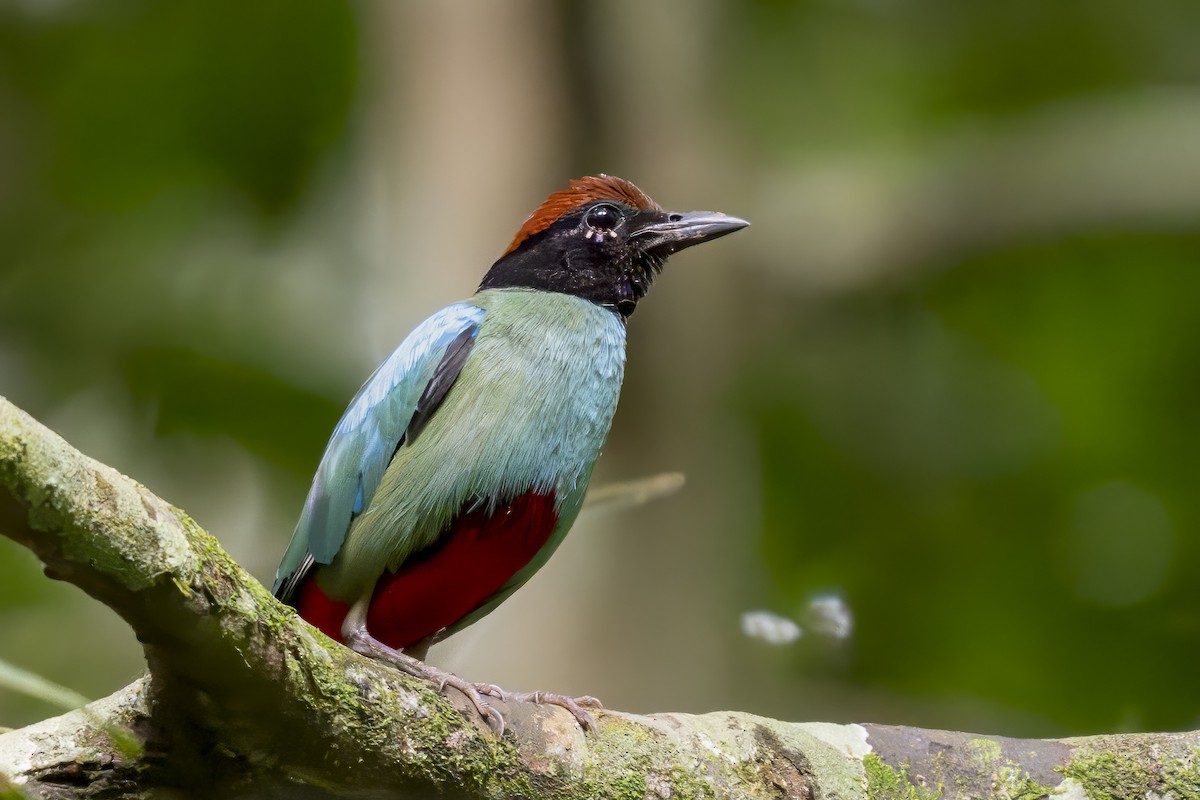 Western Hooded Pitta (Chestnut-crowned) - ML641147471