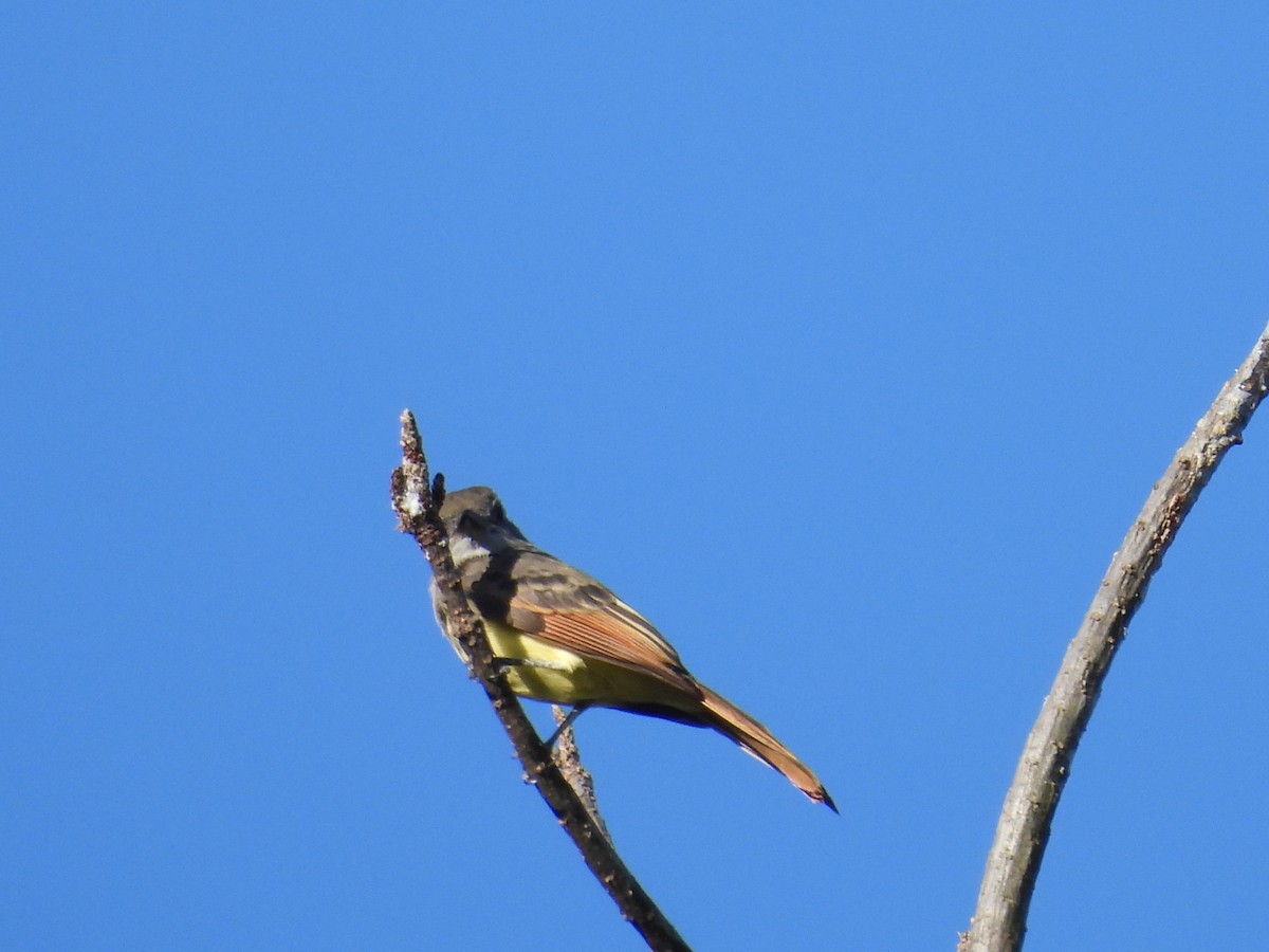 Great Crested Flycatcher - ML641147482