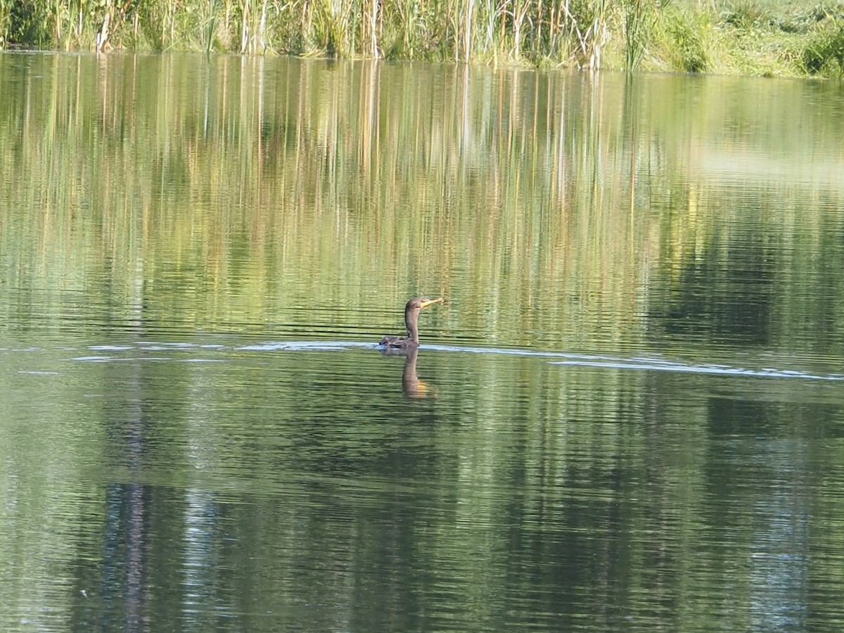 Double-crested Cormorant - ML641147487