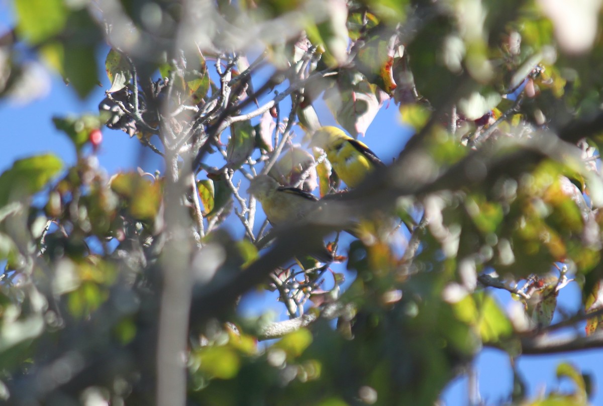 American Goldfinch - ML641147491