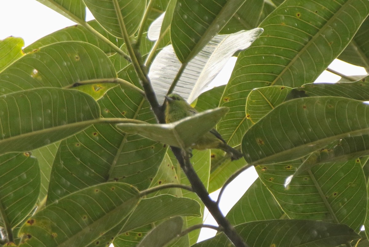 Yellow-bellied Tanager - ML641147499