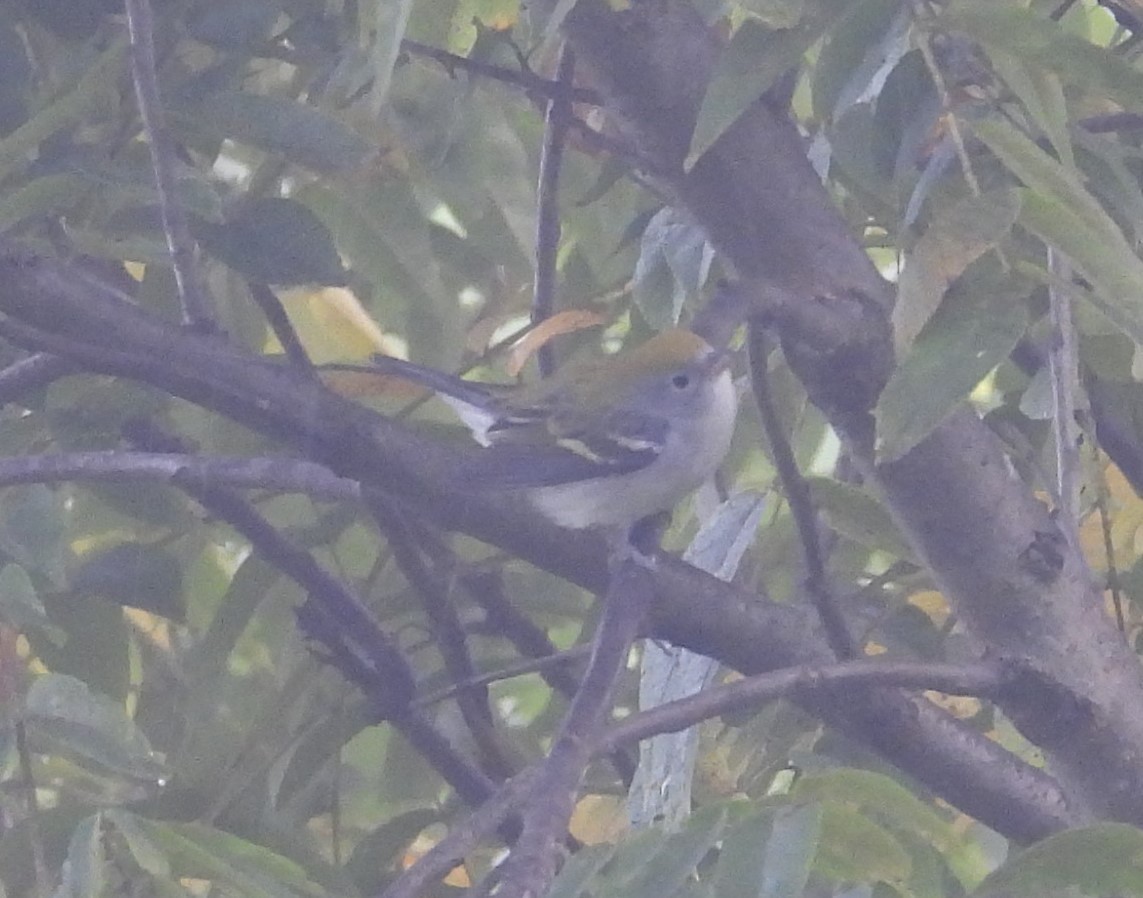Chestnut-sided Warbler - ML641147504