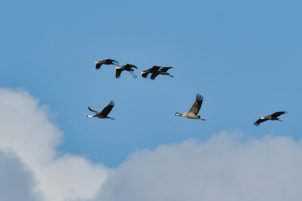 Common Crane - ML641147521