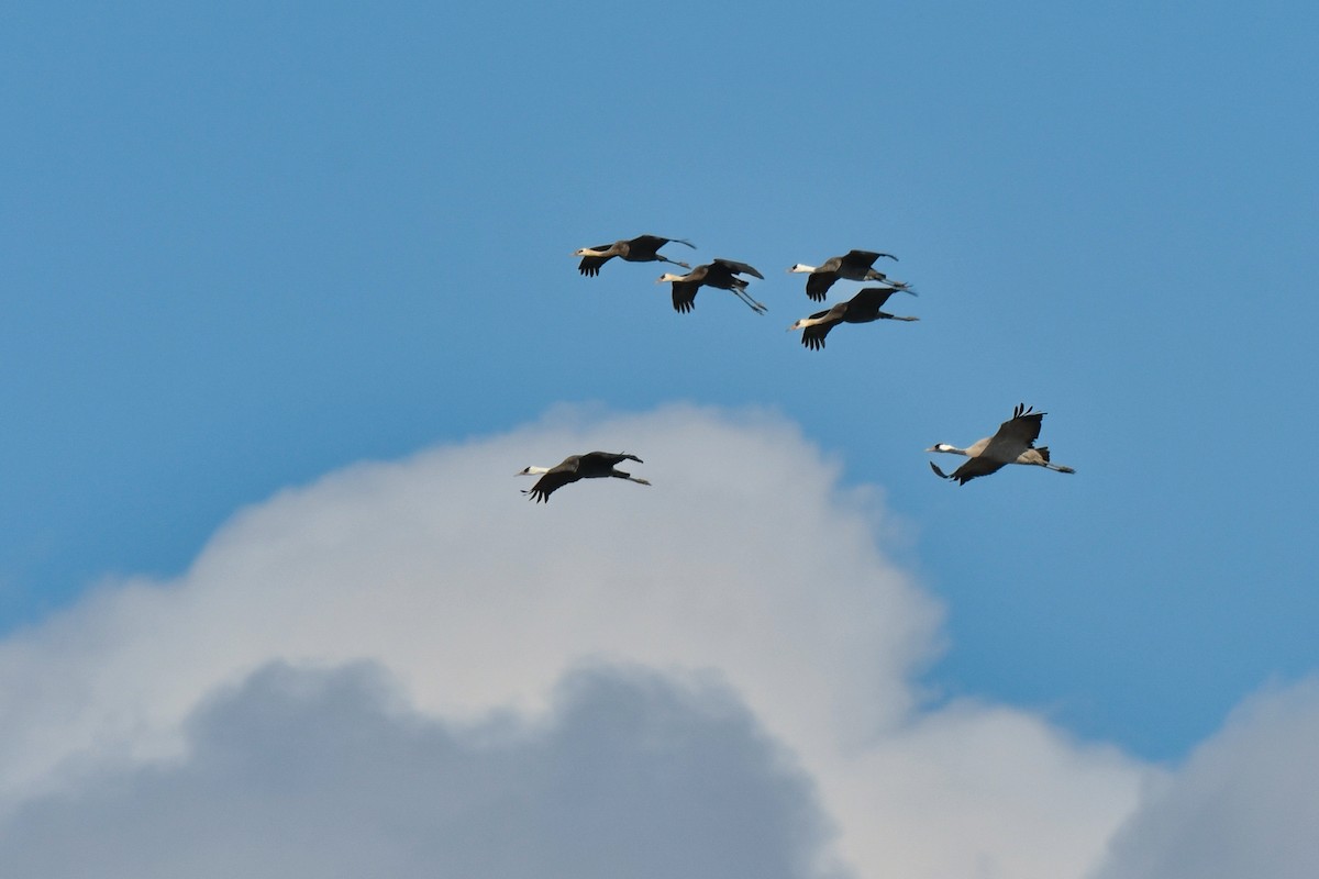 Common Crane - ML641147522
