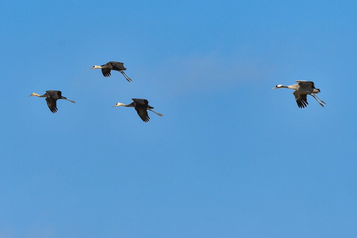 Common Crane - ML641147524