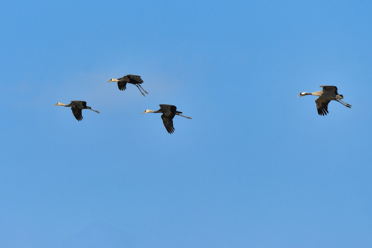 Common Crane - ML641147525