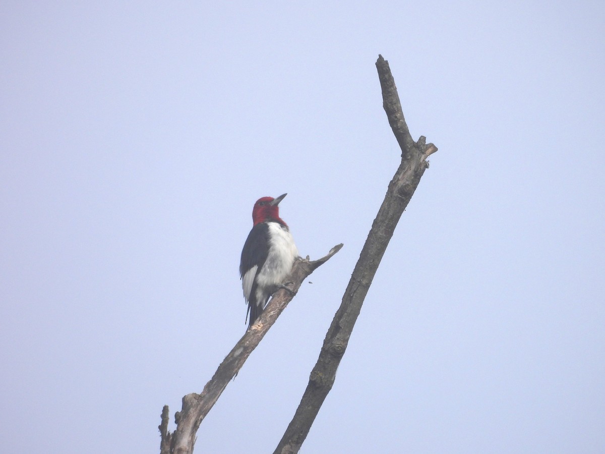 Red-headed Woodpecker - ML641147530