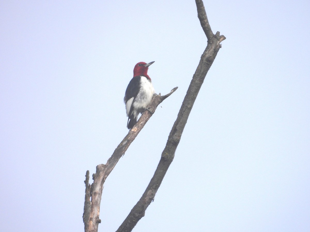 Red-headed Woodpecker - ML641147531