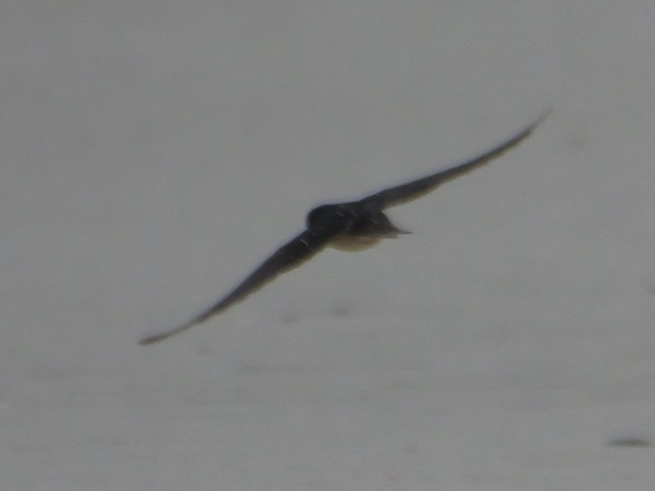 ツバメ - ML641147534