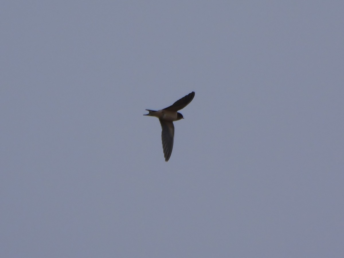 ツバメ - ML641147537