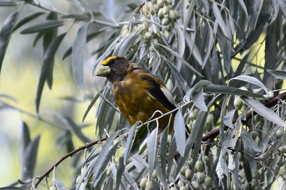 Evening Grosbeak - ML641147541