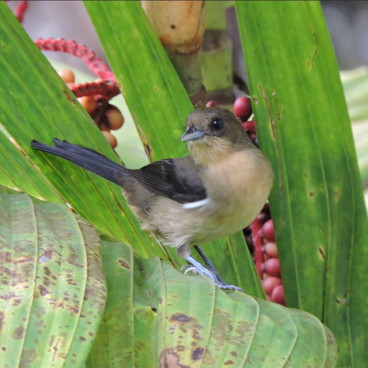 Black-goggled Tanager - ML641147542