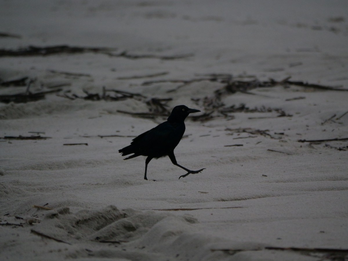 Boat-tailed Grackle - ML641147547