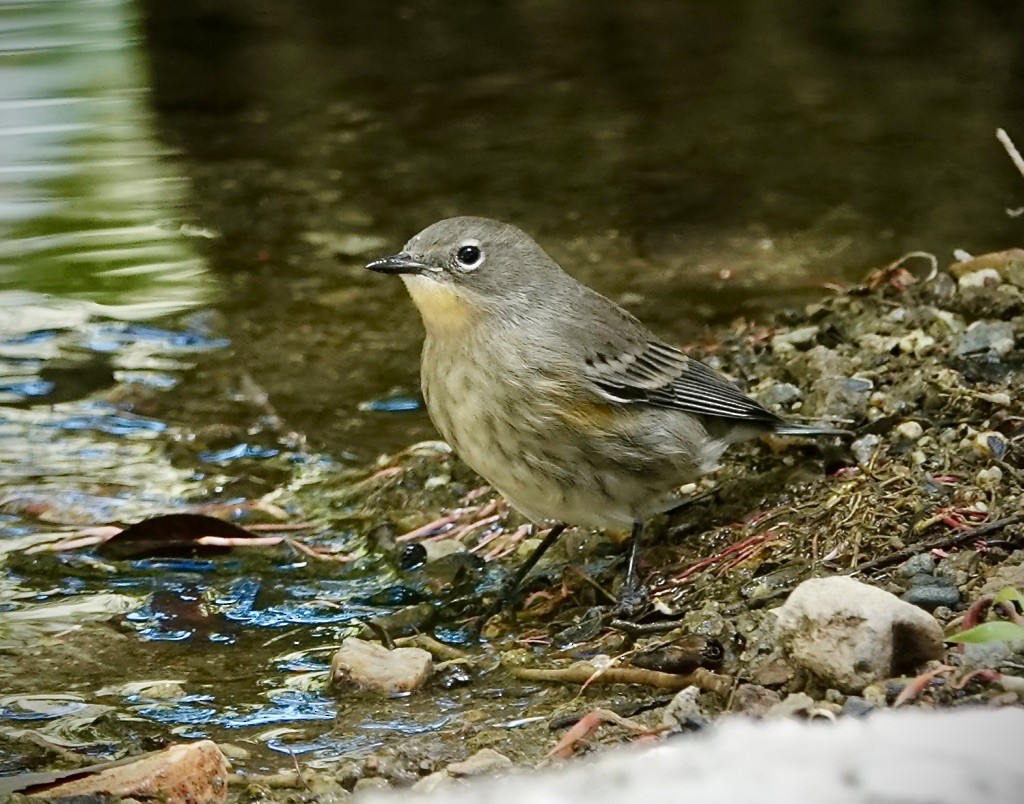 Yellow-rumped Warbler (Audubon's) - ML641147550