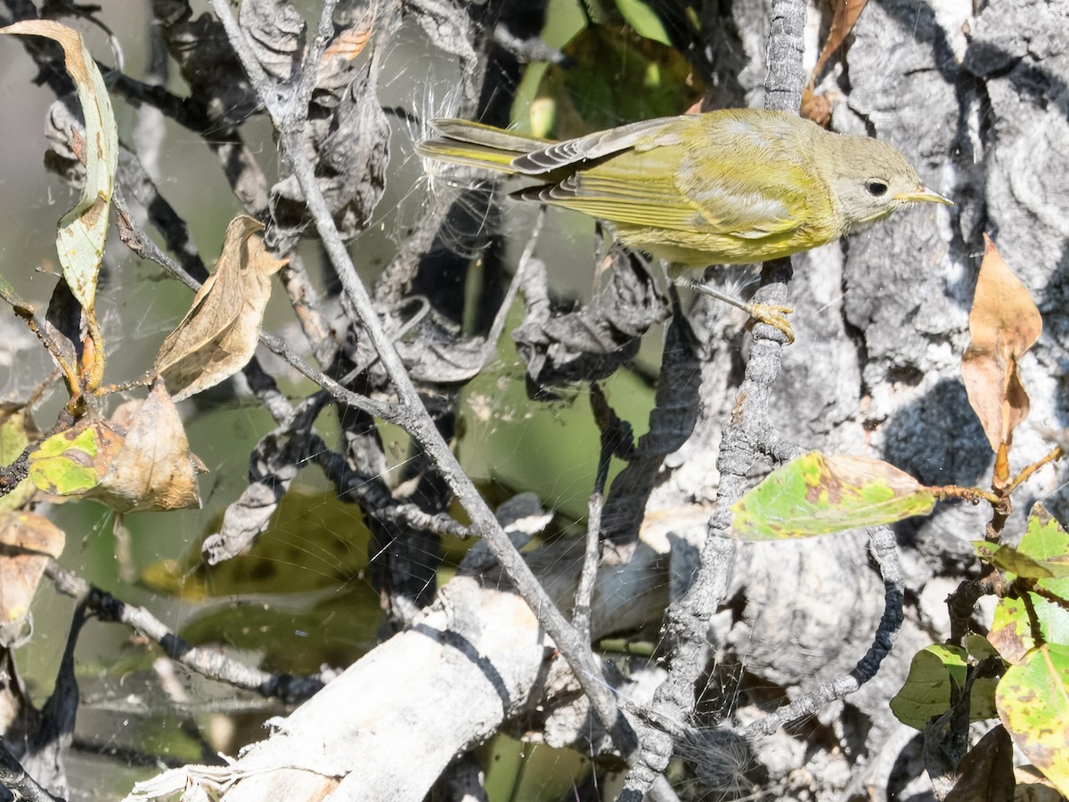 Nashville Warbler - ML641147557