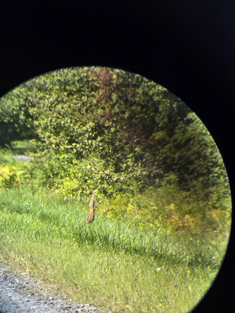 American Bittern - ML641147559