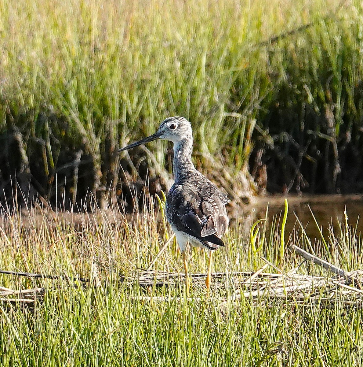 Greater Yellowlegs - ML641147560