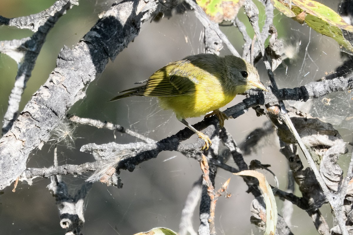 Nashville Warbler - ML641147564