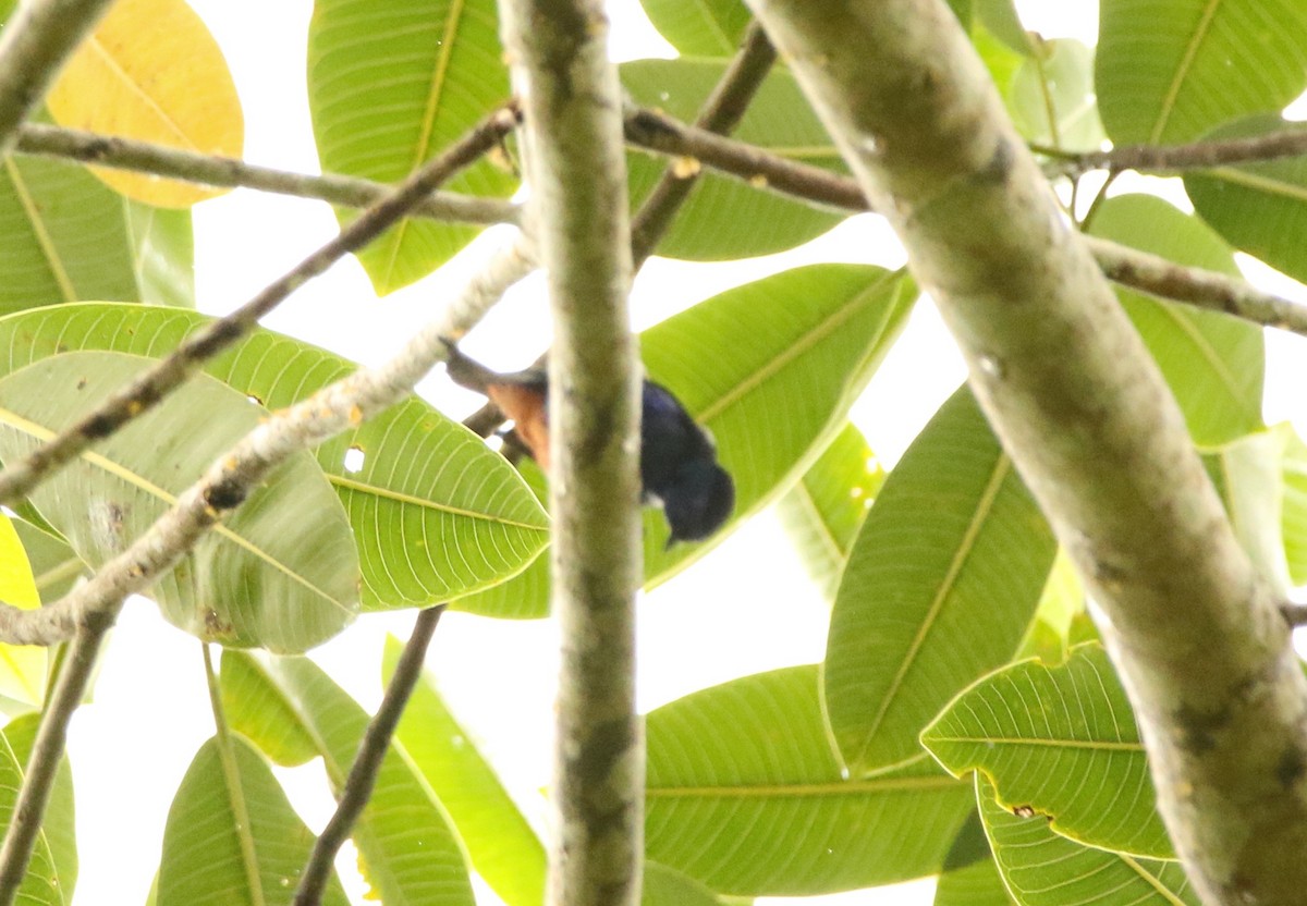 opalgumptanagar - ML641147580