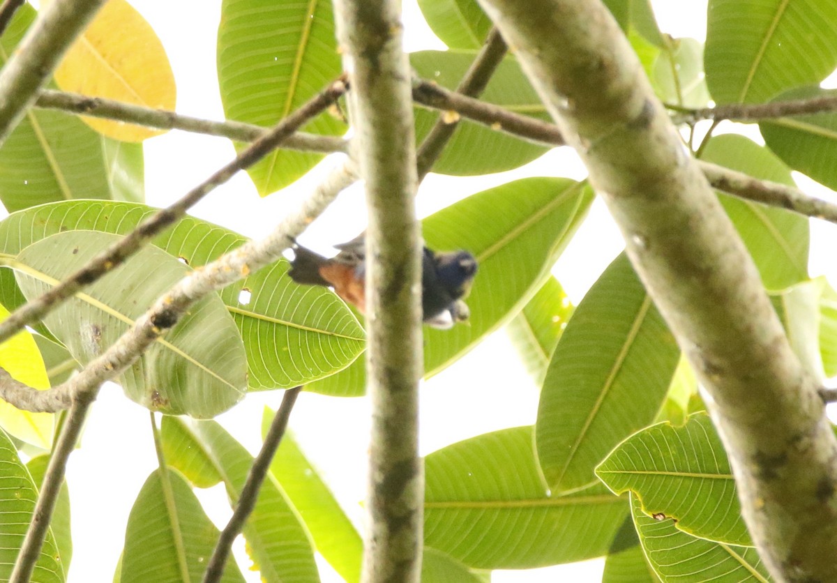opalgumptanagar - ML641147581