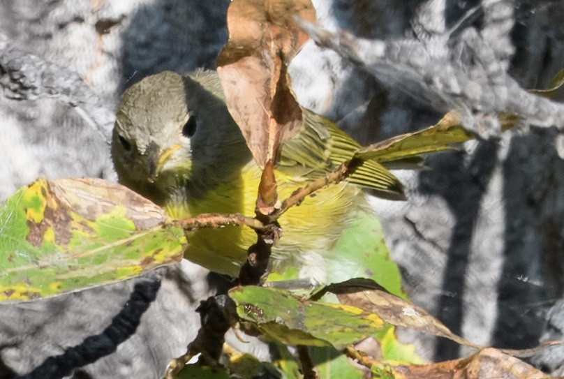 Nashville Warbler - ML641147582