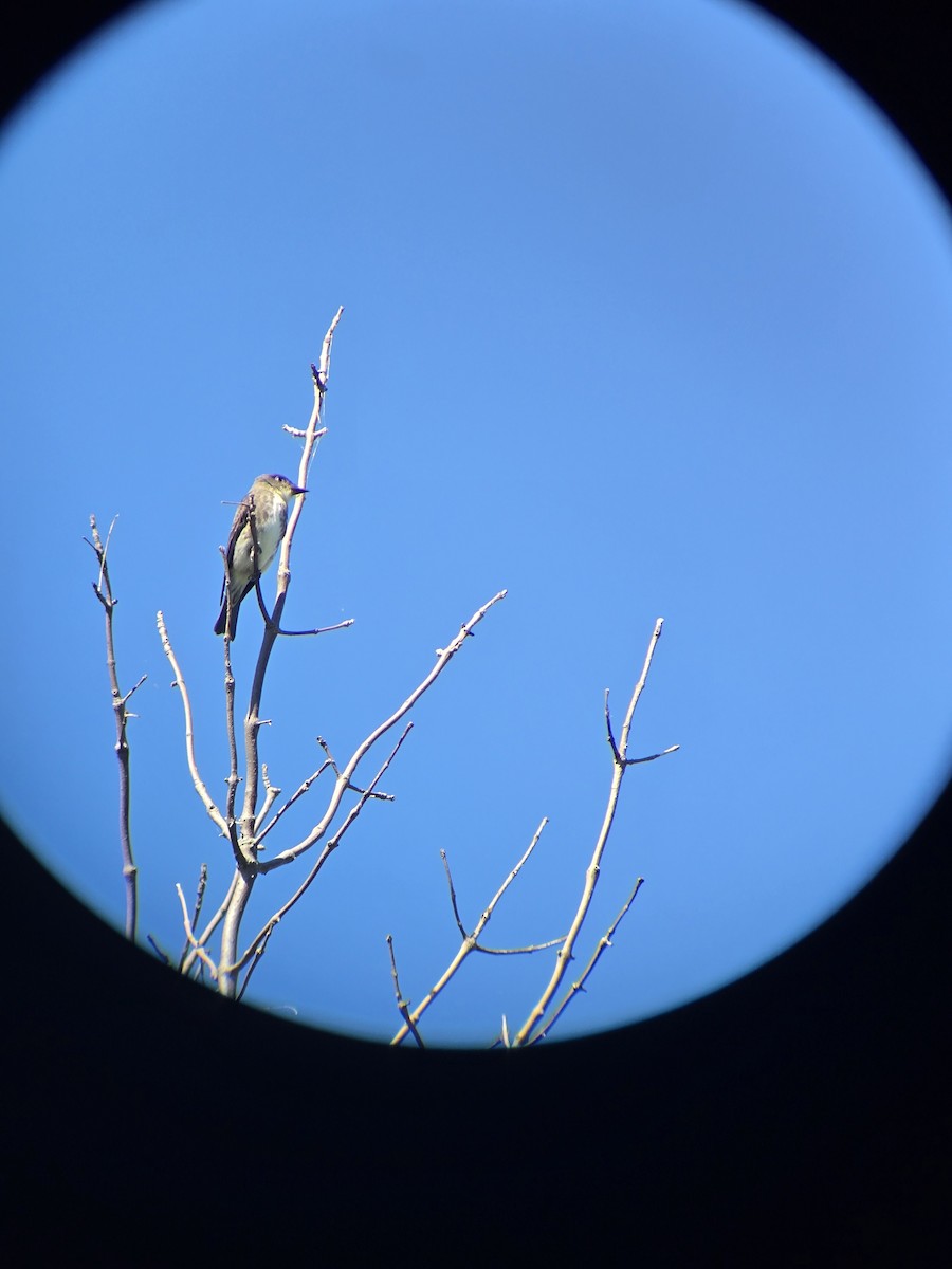 Olive-sided Flycatcher - ML641147605