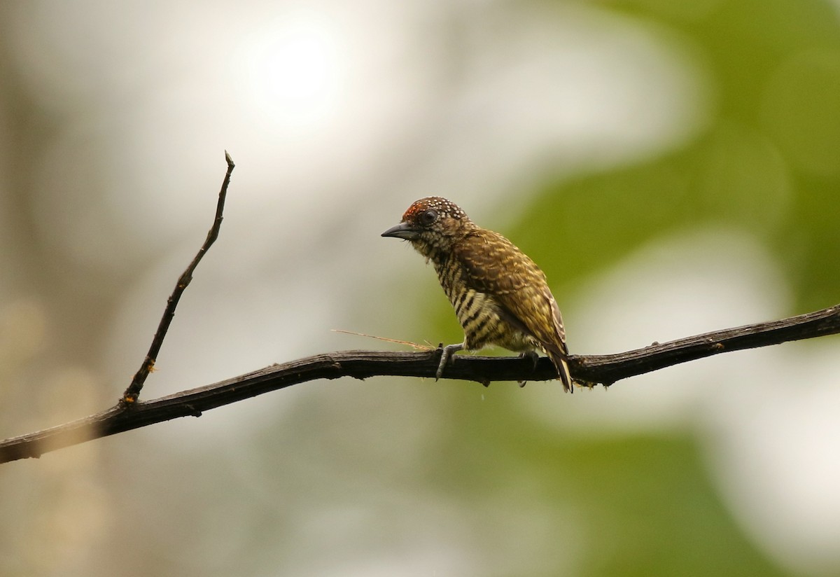 Lafresnaye's Piculet - ML641147606
