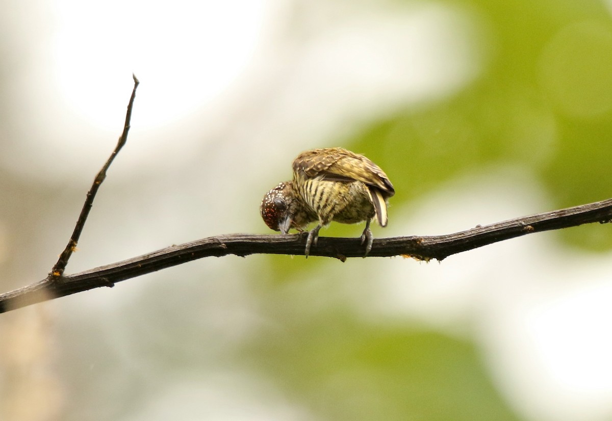 Lafresnaye's Piculet - ML641147607