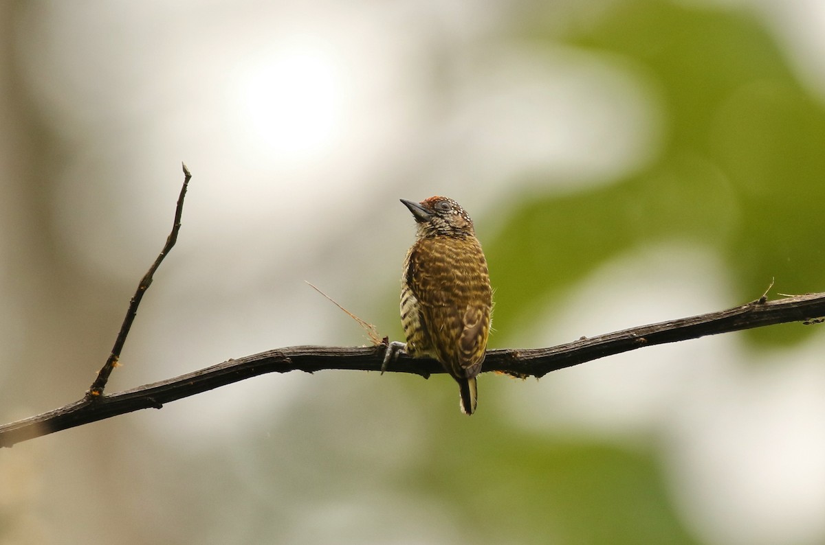 Lafresnaye's Piculet - ML641147608