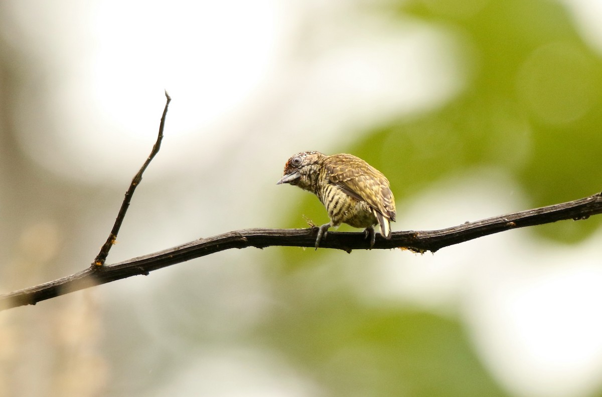 Lafresnaye's Piculet - ML641147609